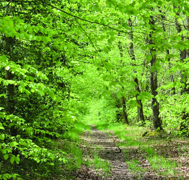 Lire la suite à propos de l’article Bois de la Cornuère : Travaux en 2026